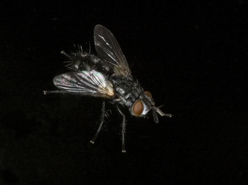 Lydella sp.