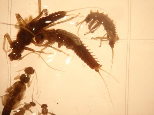 Taeniopteryx schoenemundi