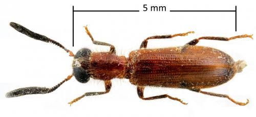Teloclerus sp.