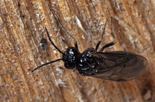Blennocampinae