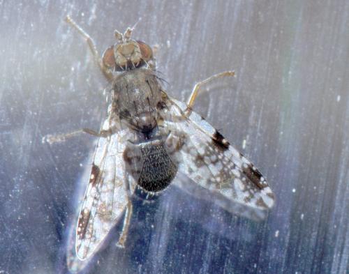 Tephritis bardanae