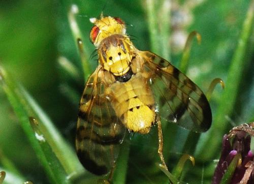 Réf. 82 486 : Terellia tussilaginis