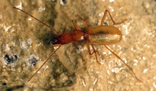 Trichaphaenops gounellei