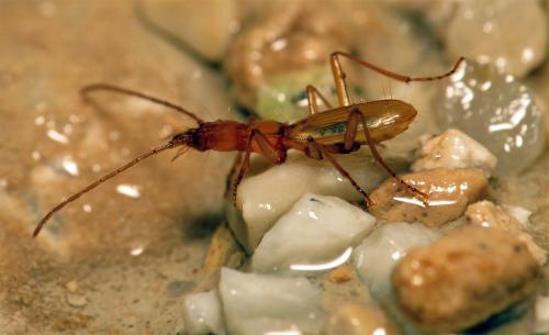 Trichaphaenops gounellei
