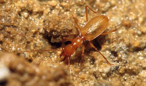 Trichaphaenops gounellei