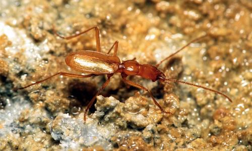 Trichaphaenops gounellei