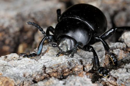 Réf. 82 622 : Timarcha nicaeensis