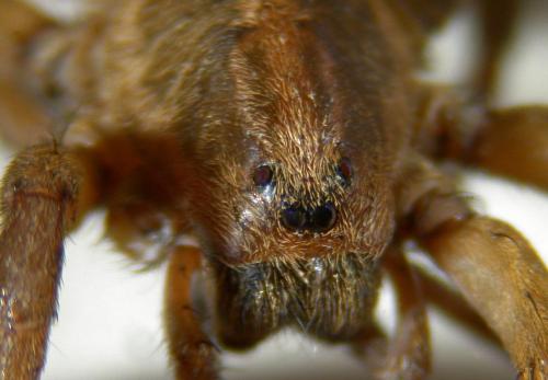 Trochosa sp.