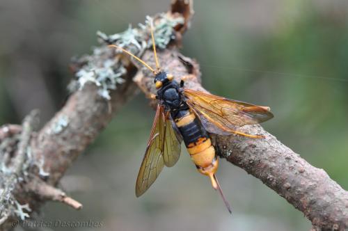 Réf. 82 144 : Urocerus gigas