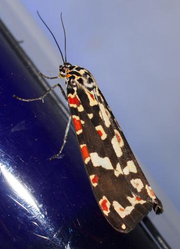 Utetheisa diva