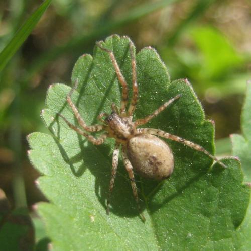 Réf. 82 294 : Anyphaena accentuata