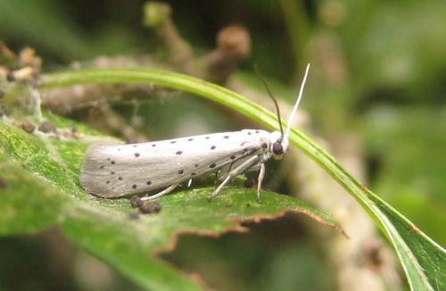 Yponomeuta padella