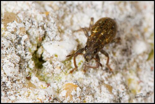 Sitona sulcifrons