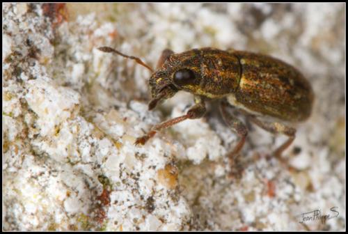 Sitona sulcifrons