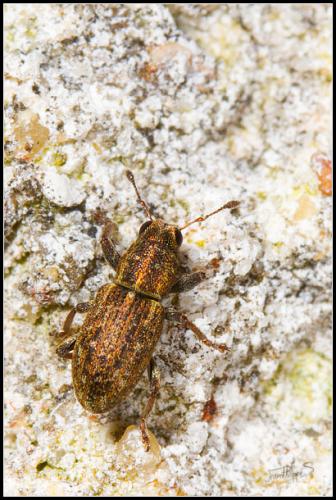 Sitona sulcifrons