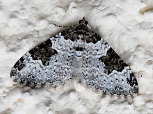 Xanthorhoe fluctuata