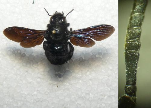 Xylocopa sp.