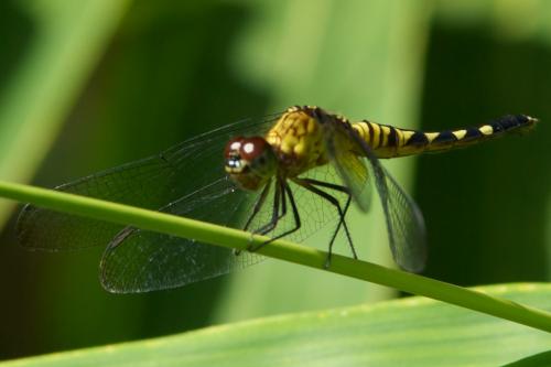 Réf. 82 118 : Erythrodiplax unimaculata