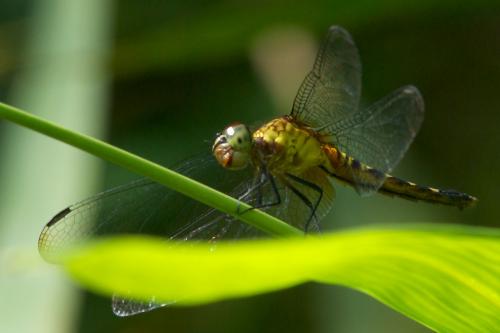Réf. 82 119 : Erythrodiplax unimaculata