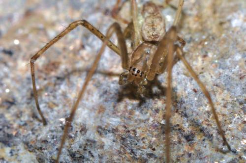 Tetragnatha sp.