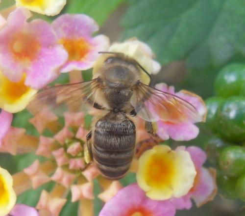 Apis mellifera
