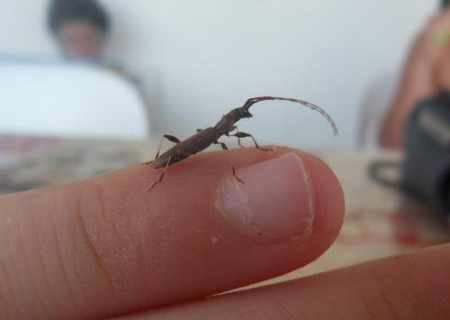Neocompsa cylindricollis