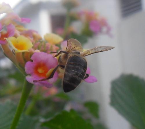 Apis mellifera
