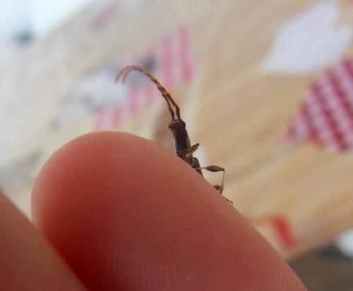 Neocompsa cylindricollis