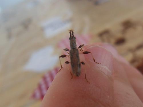 Neocompsa cylindricollis