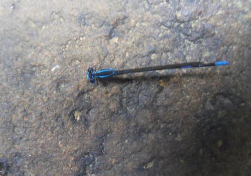 Réf. 82 902 : Argia concinna