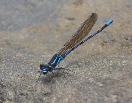Argia concinna