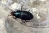 Harpalus dimidiatus