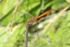 Sympetrum striolatum