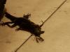 82589 – Photo : Saracededam – Gabon