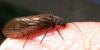 Sialis sp.
