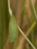 82340 – Photo : Pierre Gros – France (06)