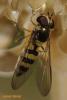 82245 – Photo : Berger Laurent – France (01)