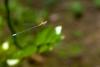 82520 – Photo : Denis Gaschignard – Guyane française