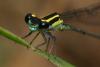82999 – Photo : Denis Gaschignard – Guyane française