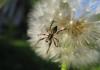 82731 – Photo : Philippe Legros – France (94)