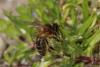 82335 – Photo : eudemis – France (33)