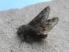 82414 – Photo : Pascal Pertuzon – France (42)