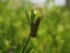 82393 – Photo : clovis – France (62)