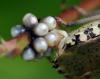 82821 – Photo : frodon – France (33)