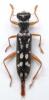 82570 – Photo : Xavier Gouverneur – Laos