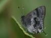 82096 – Photo : Alexandre Vinot – Guyane française