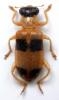82566 – Photo : Xavier Gouverneur – Laos