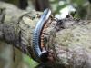 82482 – Photo : Saracededam – Gabon