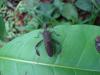 82481 – Photo : Saracededam – Gabon