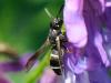 82217 – Photo : Prisca – France (05)